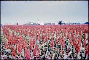 Primary view of object titled '[Maize Field Near Texas Lutheran College]'.