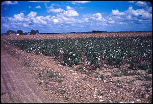 [Cotton Field in Hays County]