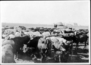 [A large herd of cows and two women standing on a platform at Goliad Ranch]