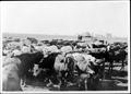 Photograph: [A large herd of cows and two women standing on a platform at Goliad …