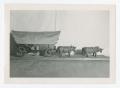 Photograph: [Photograph of Diorama with Covered Wagon Pulled By Oxen]