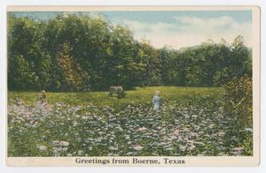 [Postcard of a Field of Flowers in Boerne, Texas]
