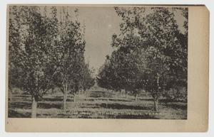 [Postcard of Waldheim Nurseries, Boerne, Texas]