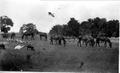 Photograph: [Photograph of horses, pigs and geese in a pasture]