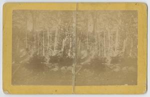 Primary view of object titled 'Cypress Grove at Dead Man's Hole'.