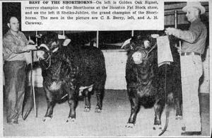 Primary view of object titled '[Newspaper clipping of two men standing along side of their winning Shorthorns]'.