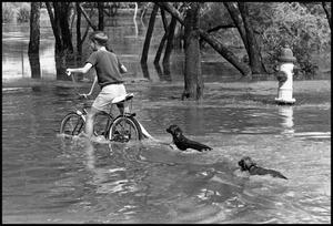 [Boy and His Two Dogs on Flooded Street]