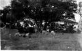Photograph: [Photograph of eight sheep outside of a white, wooden house]