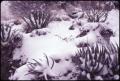 Photograph: [Snow Covered Agave Lechuguilla]