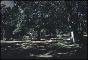 Primary view of object titled '[Campground in Fentress, Texas]'.