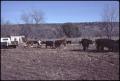 Photograph: [Cattle on the Clifton Fielder Ranch]