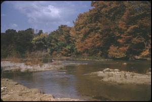 [Autumn Leaves Along Guadalupe River]