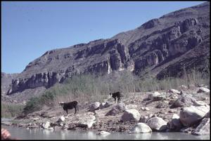Primary view of object titled '[Cattle Along the Rio Grande River]'.
