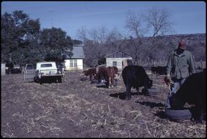[Feeding Cattle on the Clifton Fielder Ranch]