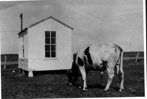 [A black and white cow near a small white building]