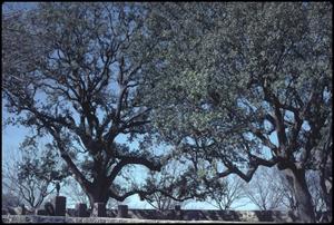 [Oak Trees at the Lyndon B. Johnson Cemetery]