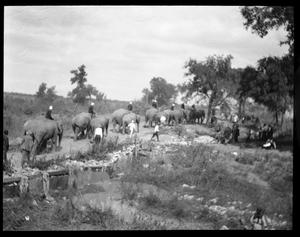 Primary view of object titled '[Photograph of Elephant Procession]'.