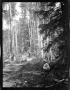 Thumbnail image of item number 1 in: '[Photograph of Woman and Child on Path in Woods]'.