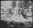 Photograph: [Photograph of Man and Two Women at Large Tree]
