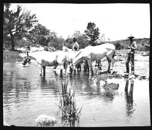 [Photograph of Horses at Water]