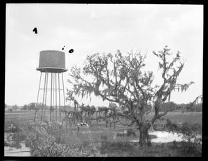 [Photograph of Water Tower and Spanish Moss Tree]