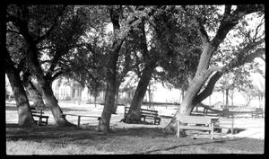 [Photograph of Wooden Benches in Tree Grove]