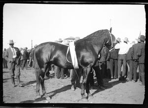 [Photograph of Horse with Group of Men]