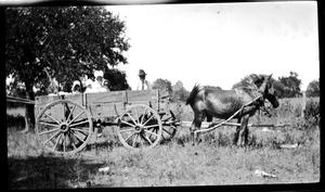 [Photograph of Family in The Bain Wagon]