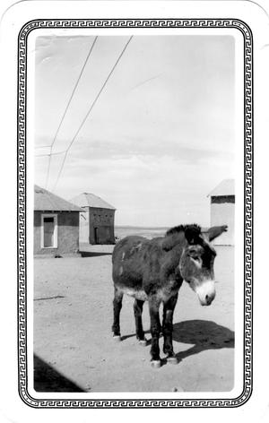 Primary view of object titled 'Burro named "Gansole"'.