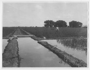Primary view of object titled '[Field Being Irrigated]'.