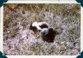 Photograph: [Skunk in the Grass]