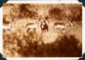 Photograph: Four Prong-Horn Antelope