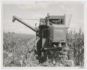 [Photograph of Harvesting Machine in Milo Field]