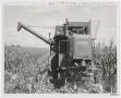 Photograph: [Photograph of Harvesting Machine in Milo Field]