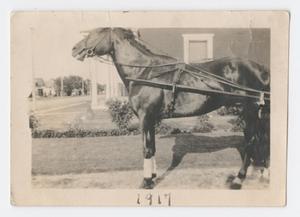 [Photograph of William King's Horse in Harness]