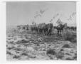 Thumbnail image of item number 1 in: '[82nd Field Artillery Hiking to Marfa]'.