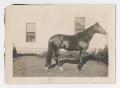 Photograph: [Photograph of William King's Horse]