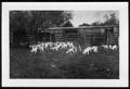 Photograph: [Herd of sheep grazing on grass in front of stock pens and a barn]
