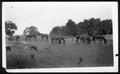 Photograph: [Photograph of livestock grazing in a pasture]