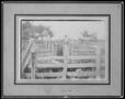Thumbnail image of item number 1 in: '[Cowboy and cattle in cattle shoots and pens]'.