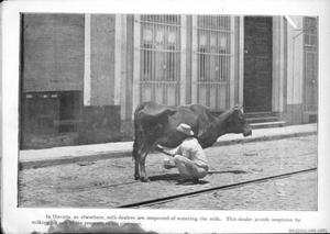 [A man milking a cow in a street]