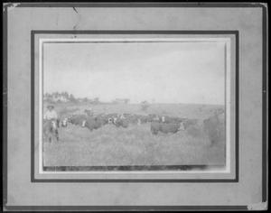 Primary view of object titled '[Photograph of cattle brought back from Cuba by J.H.P. Davis]'.