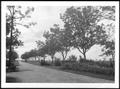 Primary view of [Photograph of the drive way of leading to the George Ranch house]