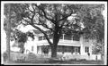 Photograph: [A large oak tree in front of the George Ranch house]