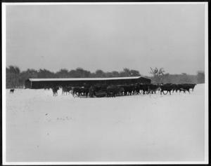 [Cattle in a snow covered pasture on the George Ranch]
