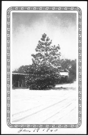 [A large tree in the snow covered yard of the George Ranch]