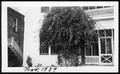 Photograph: [Large plant growing on the George Ranch house]