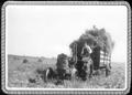 Primary view of [A man on a tractor that is pulling harvesting rice at George Ranch]