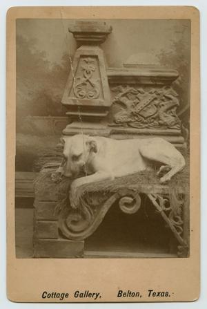 [Photograph of a Resting Dog]
