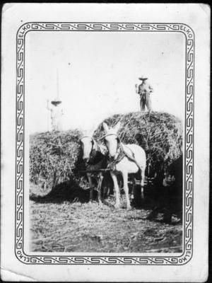 [Two men standing on top of haystacks at the George Ranch]